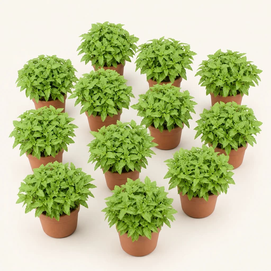Ramo de 12 hastes de Ocimum basilicum (manjericão antimosquitos)