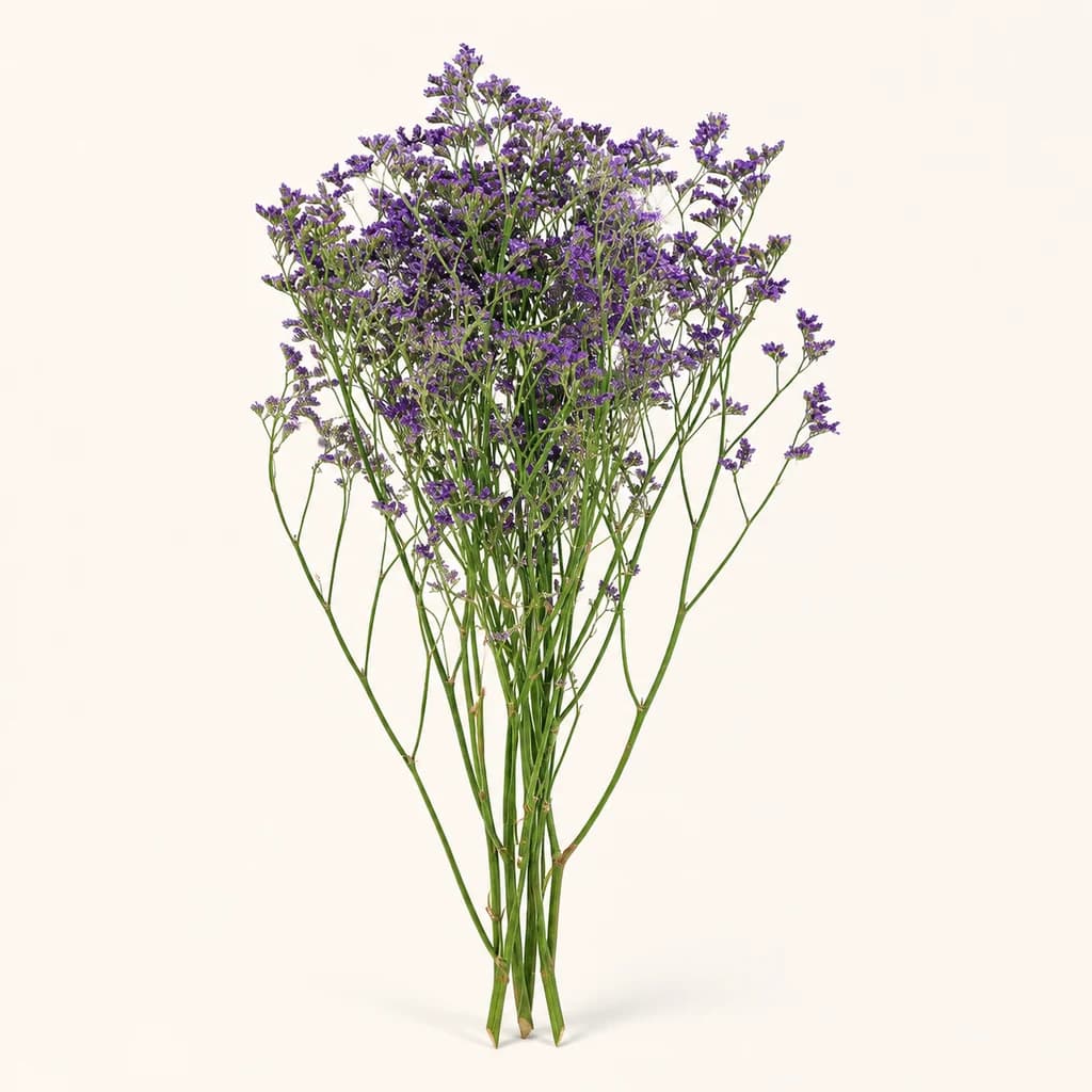 Limonium preservado lavanda