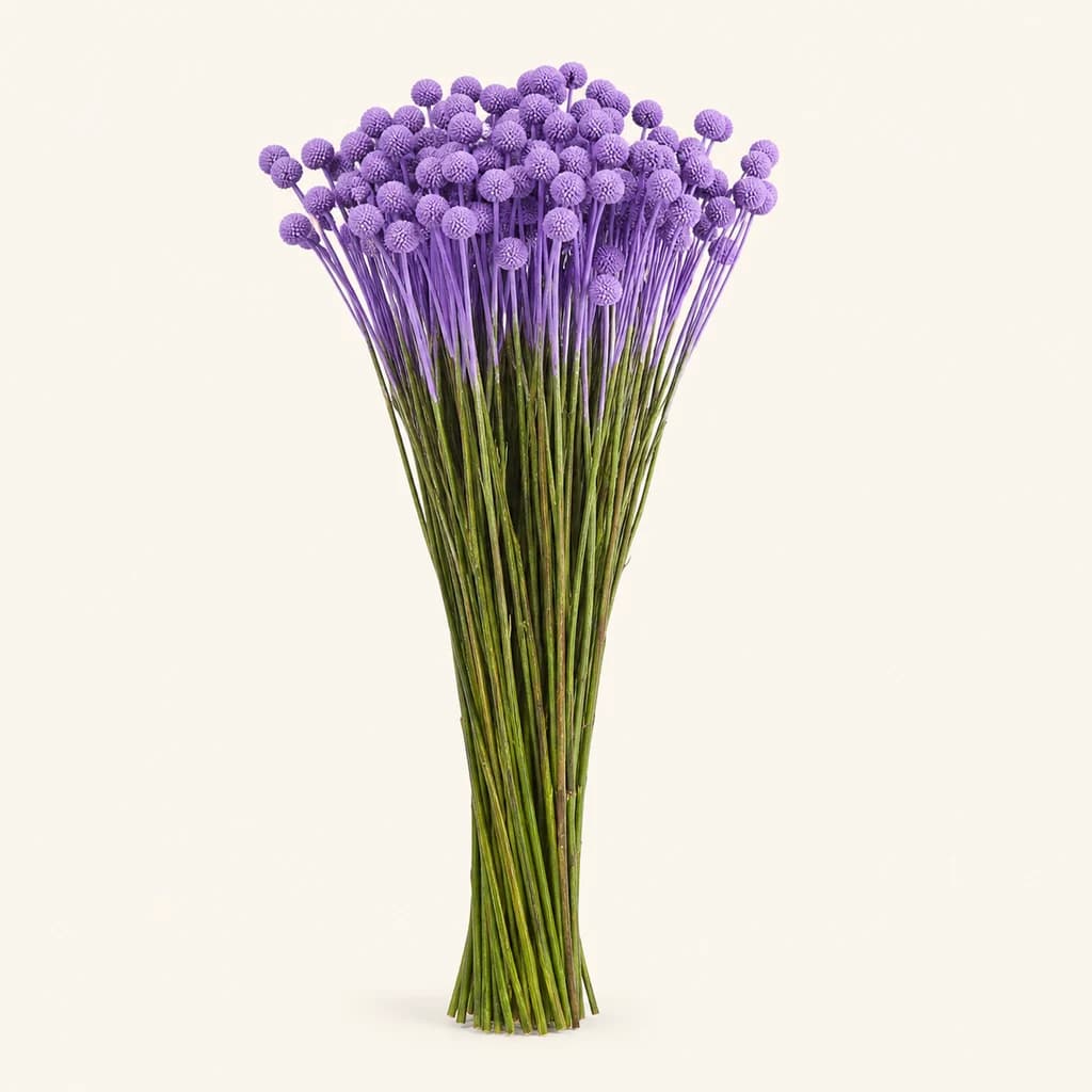 Craspedia Milka lavanda tenyida, lot de 50 tiges