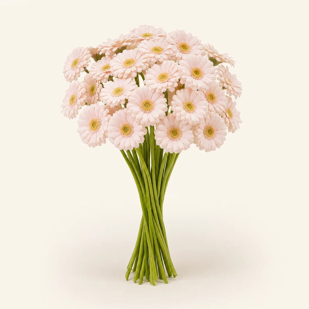 Gerbéra mini Alix-Noor rose, lot de 20 tiges