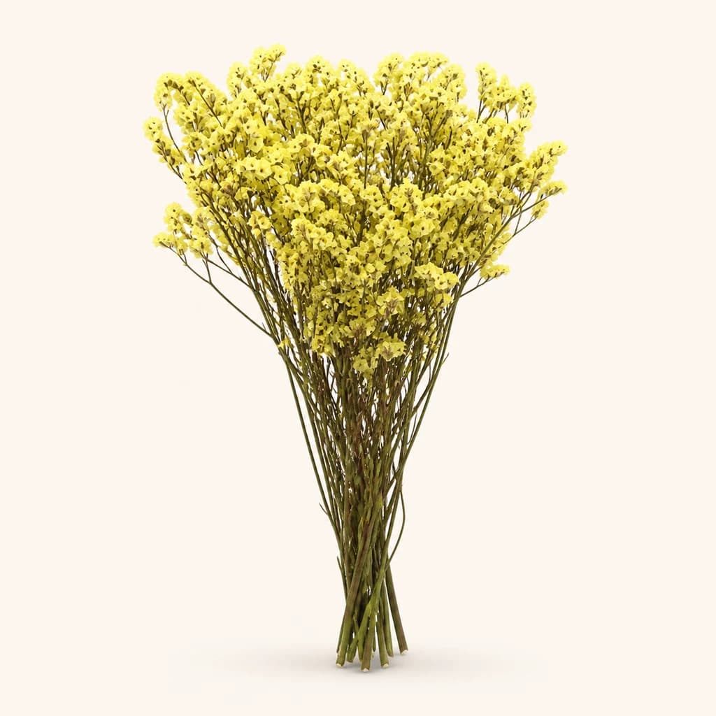 Limonium preservat groc