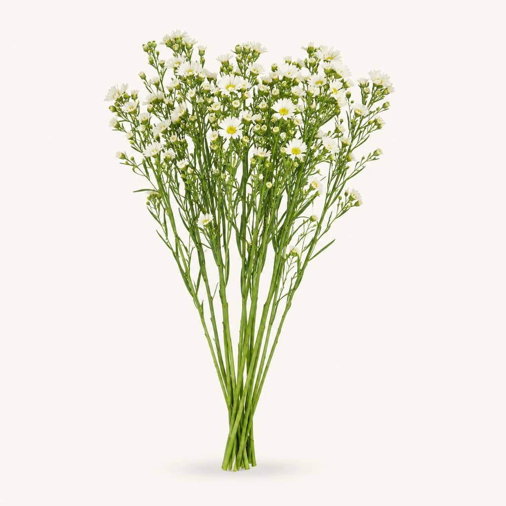 Aster Sunspring blanc, lot de 10 tiges