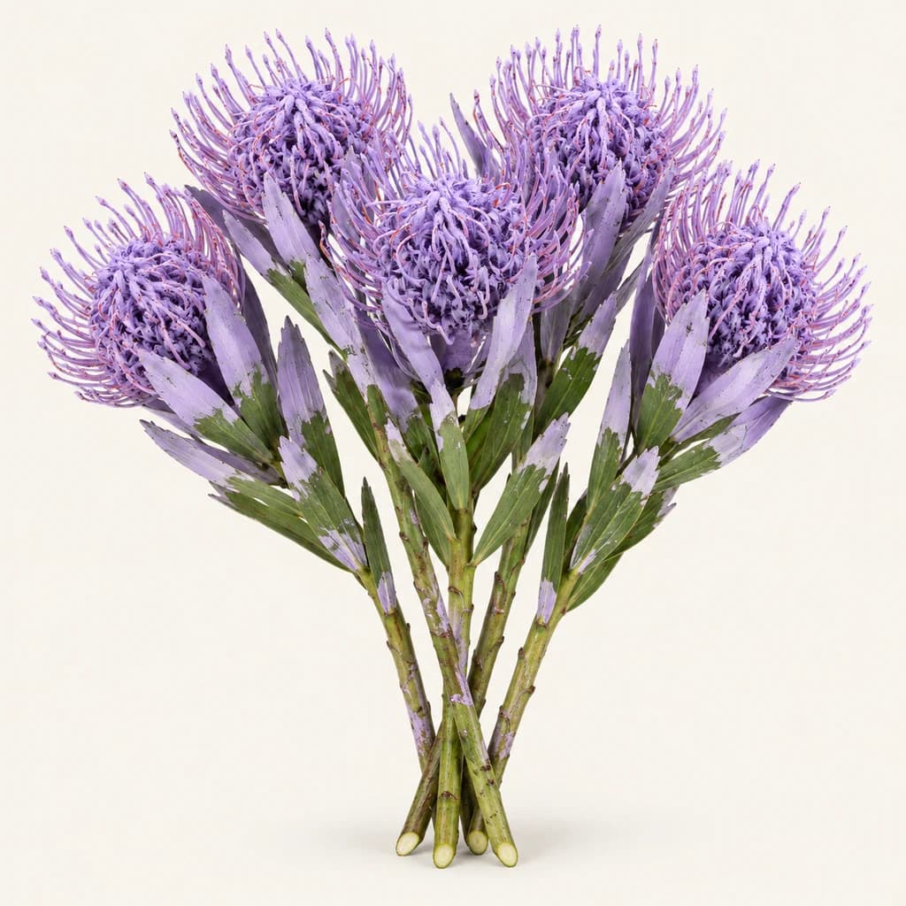 Pack de 5 Leucospermum Milka lavanda pintados, talos de 40 cm