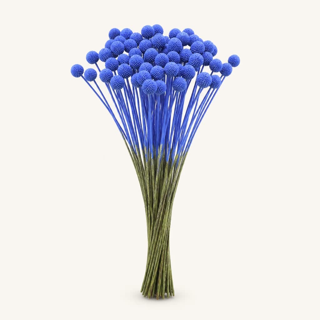 50 craspèdies blau fosc pintades (Craspedia globosa)