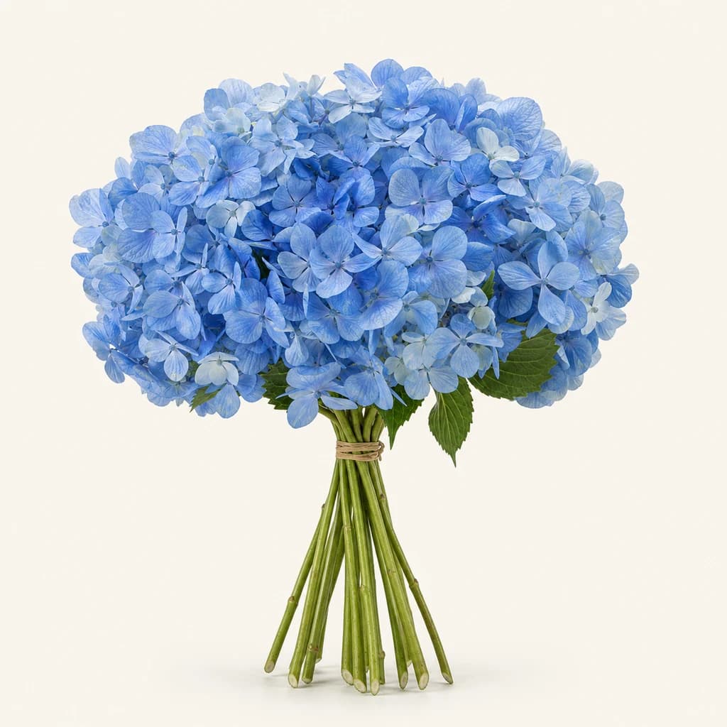 Ramo de 15 ou 20 hortênsias azuis Shocking Blue de 60 cm (Hydrangea macrophylla)