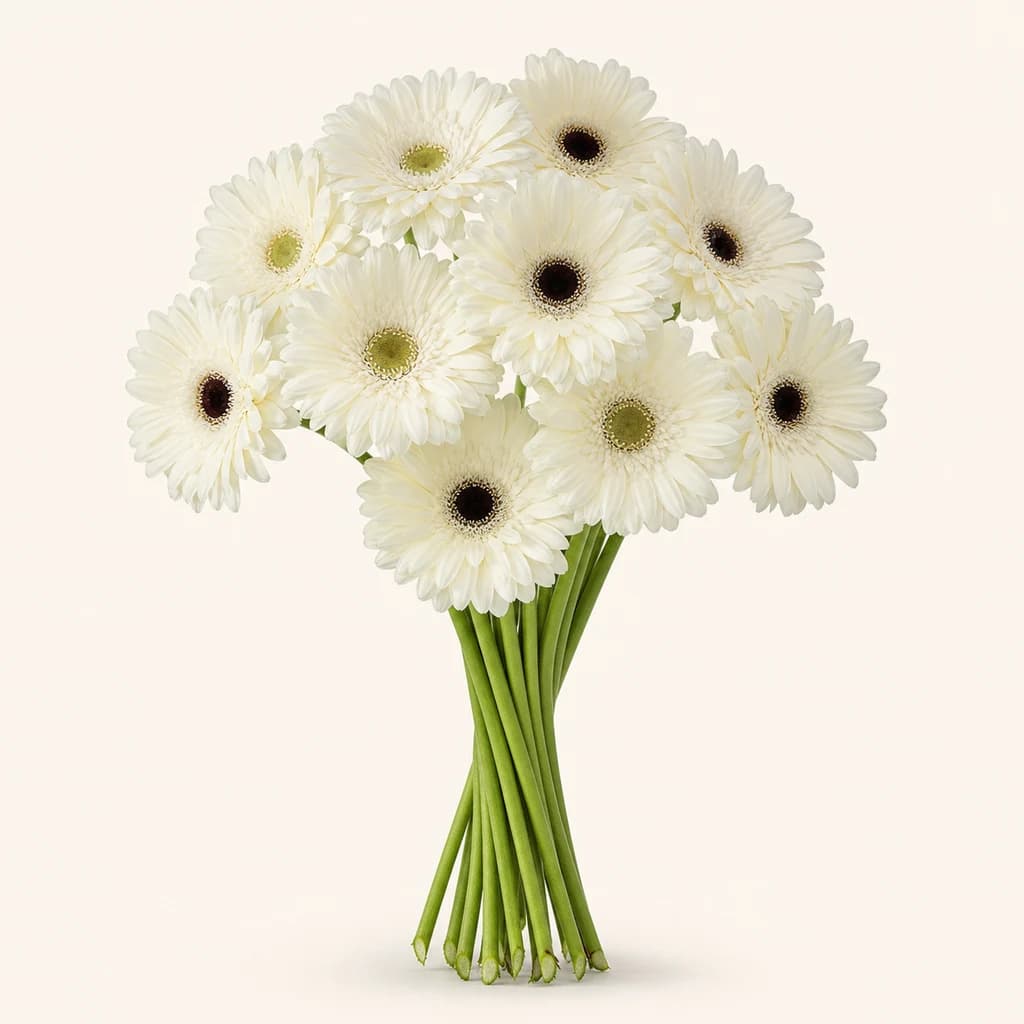 Xerberas grandes brancas Placa de 50 cm (Gerbera jamesonii)