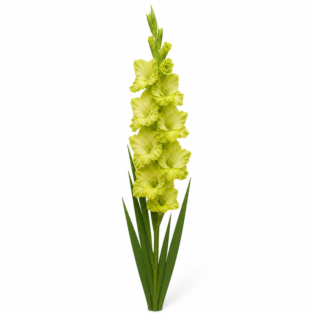Ramo de gladíolos Kio (Gladiolus 'Kio') verde lima