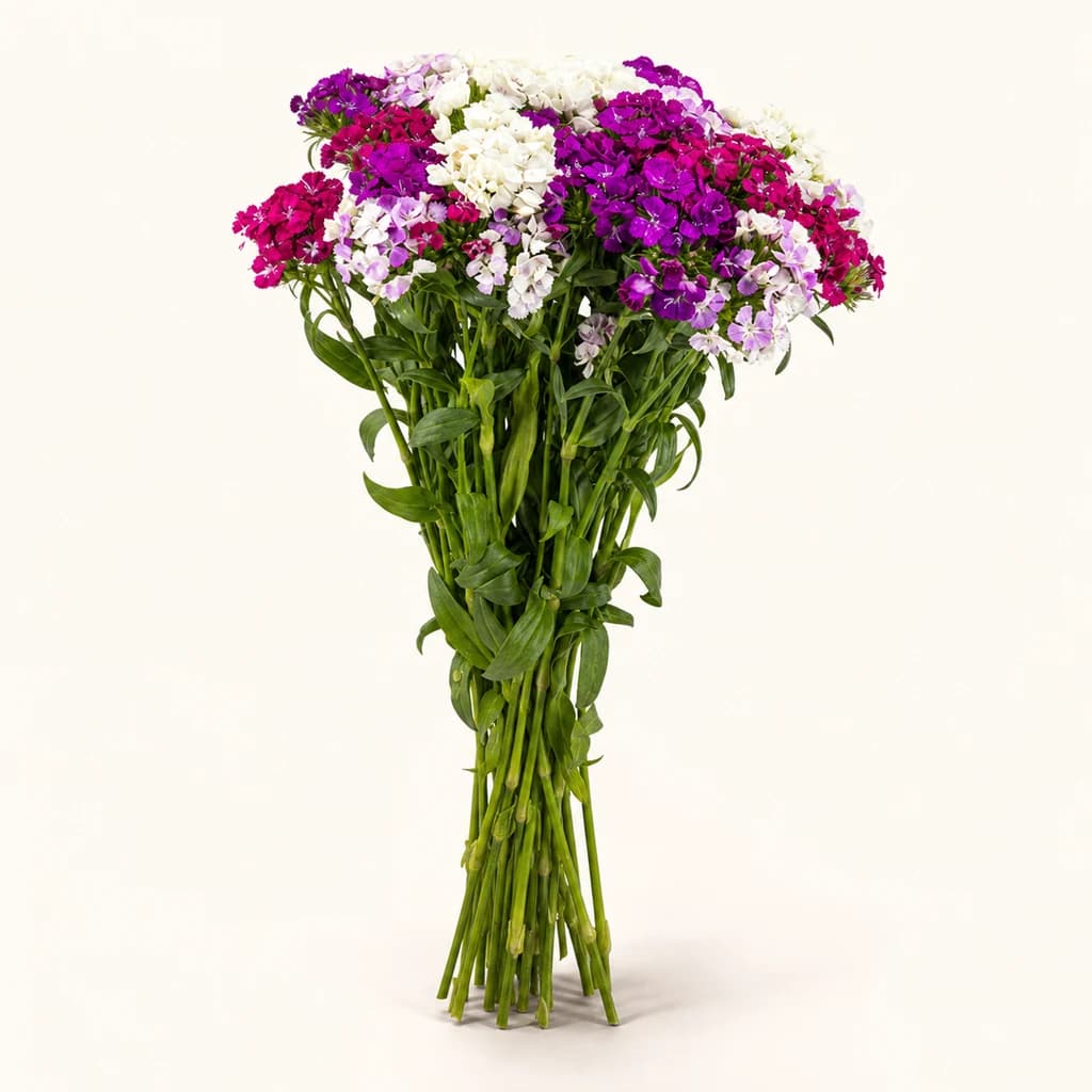 Clavell Barb Mix Rainbow