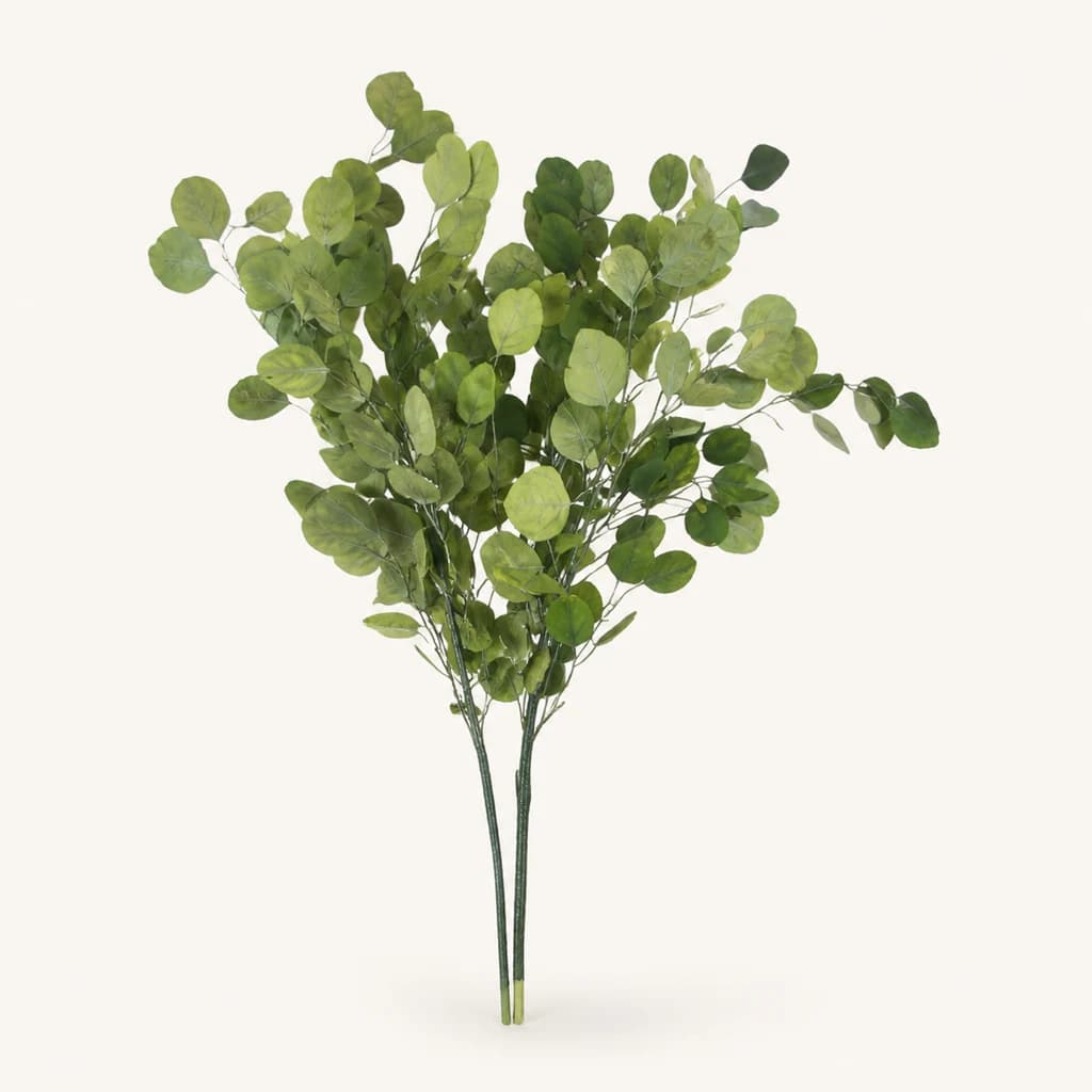 Eucalipto Populus preservado verde, manojo de 40 a 60 cm (Eucalyptus)