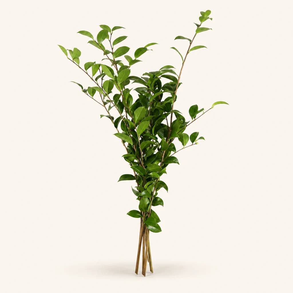Ramagem verde de camélia, 70 cm (Camellia)