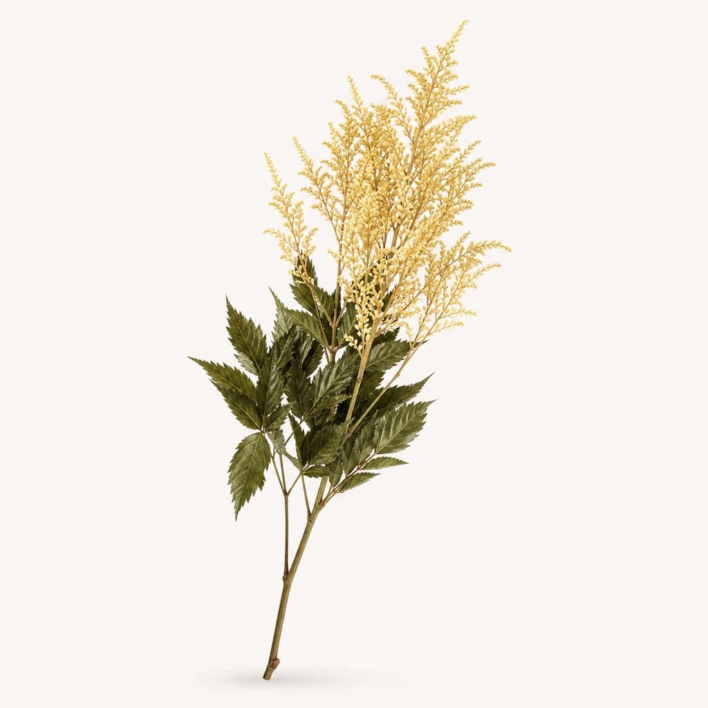 Astilbe preservada crema