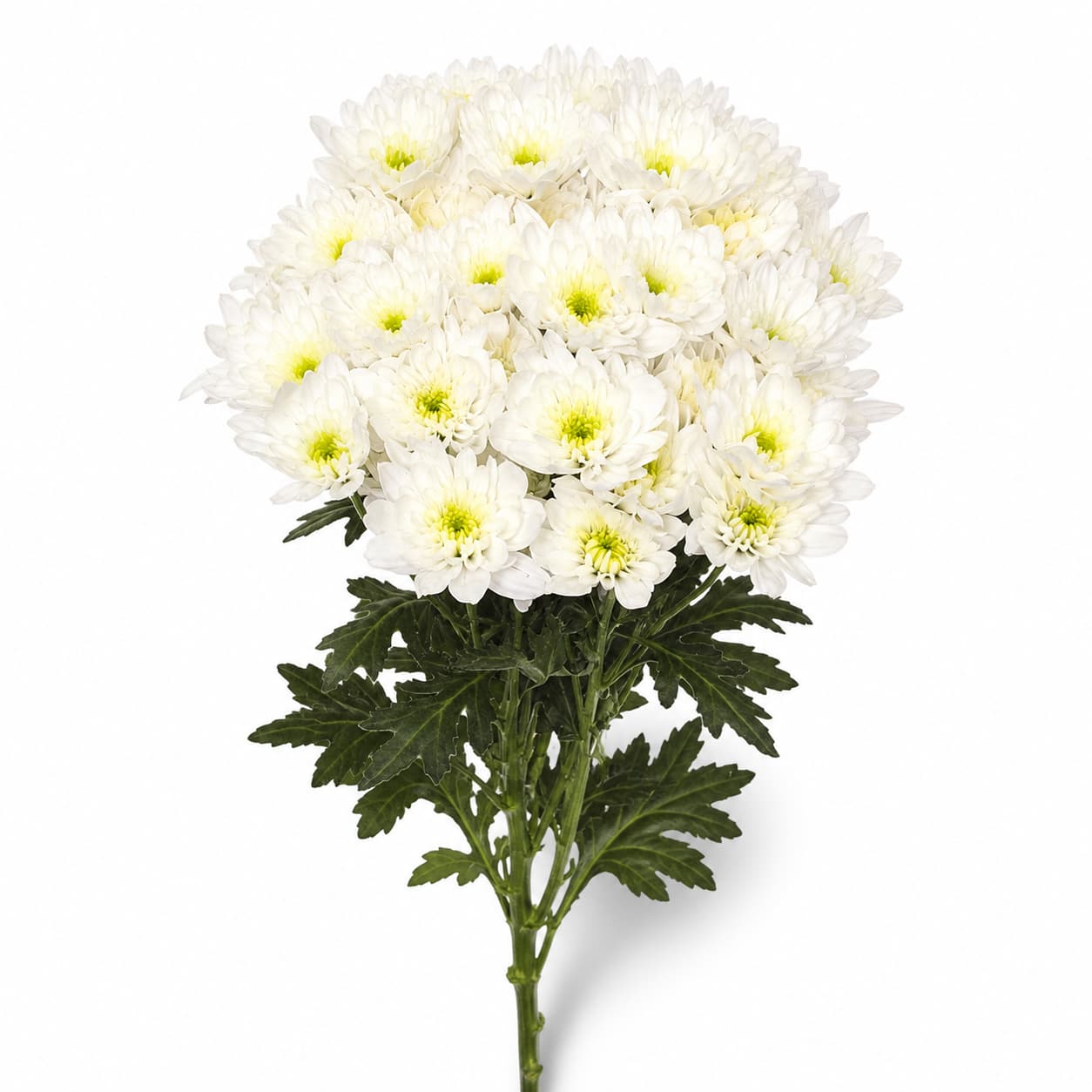 Crisantemo Bonita branco (Chrysanthemum)