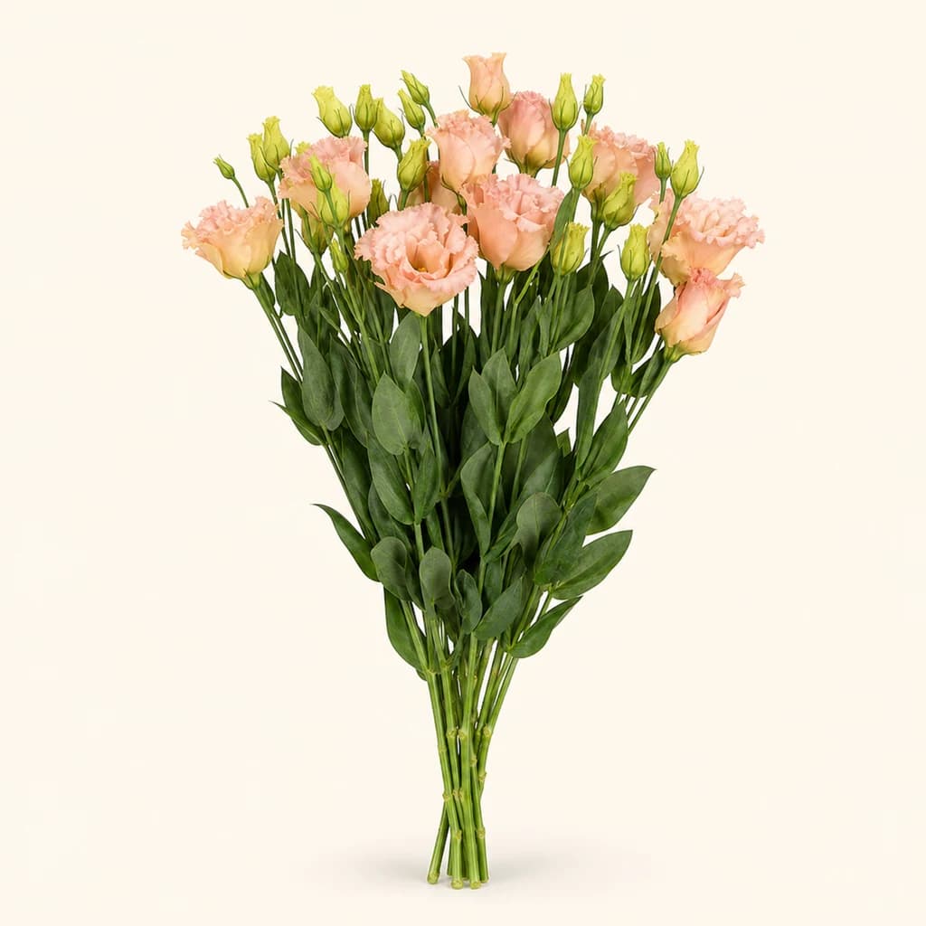 Falda Apricot lisianthus bakun izokin-kolorekoa (Eustoma grandiflorum)