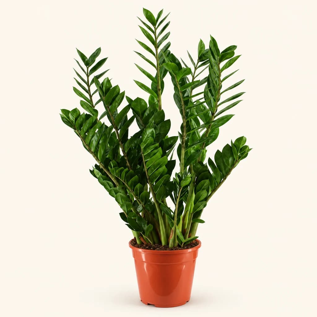 Zamioculca Zamii