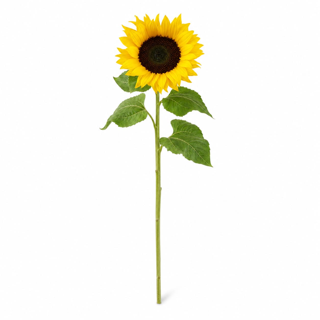 Bouquet de 5 tournesols jaunes Vincent's Choice (Helianthus annuus)