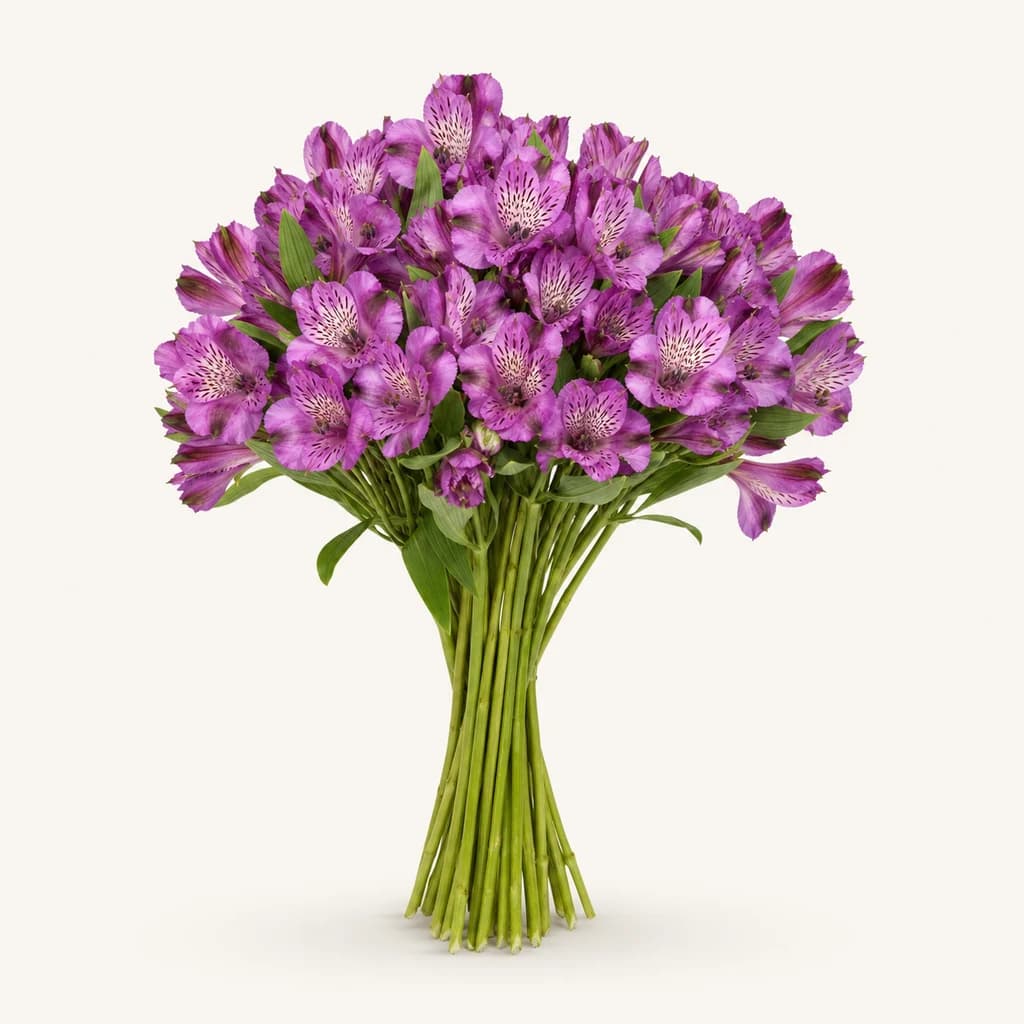 Alstroemeria mauve (lis des Incas)