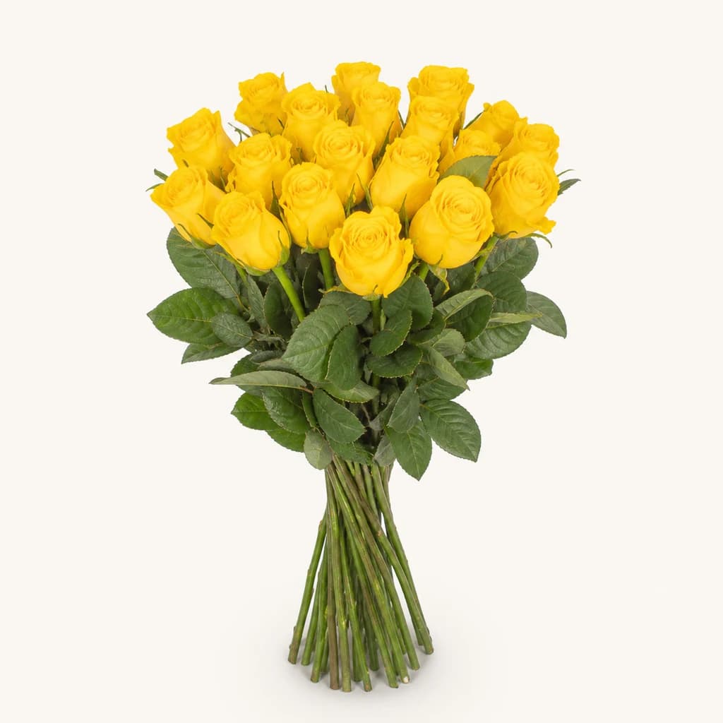 Rosa Jackpot groga, lot de 30 tiges de 60 cm