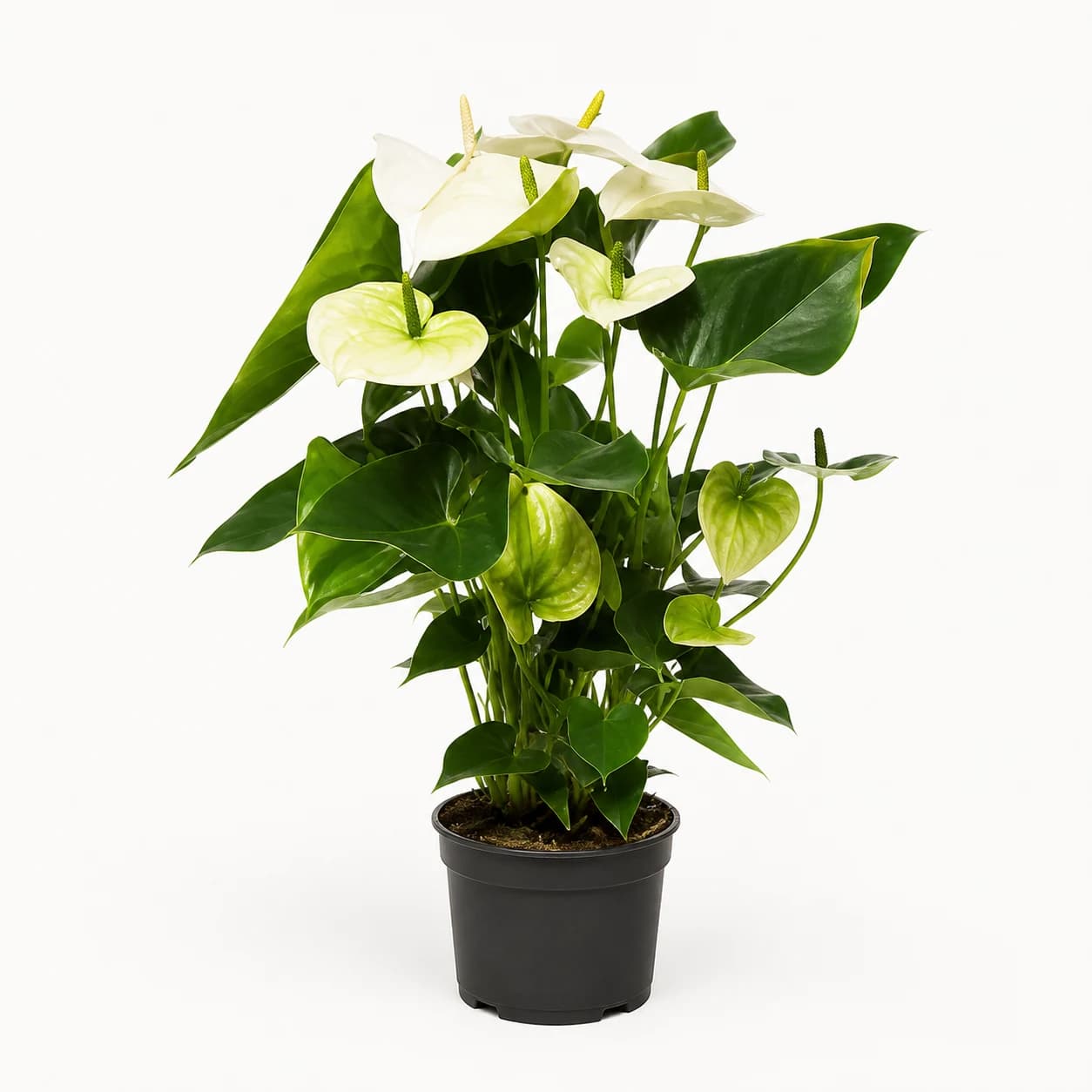 Anturio blanco Samora, 1 planta de 60 cm (Anthurium)
