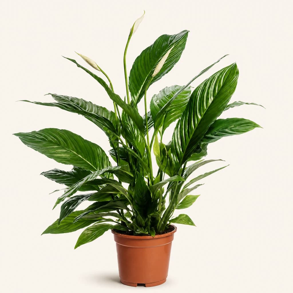 Spathiphyllum Vivaldi - Bakearen Lore araztailea (70 cm)