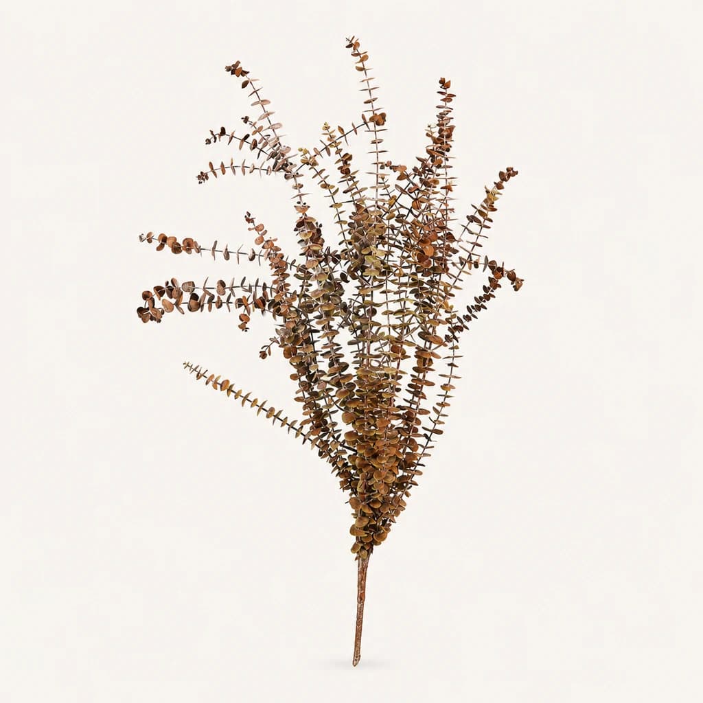 Eucalipto Baby Blue Vintage (Eucalyptus)