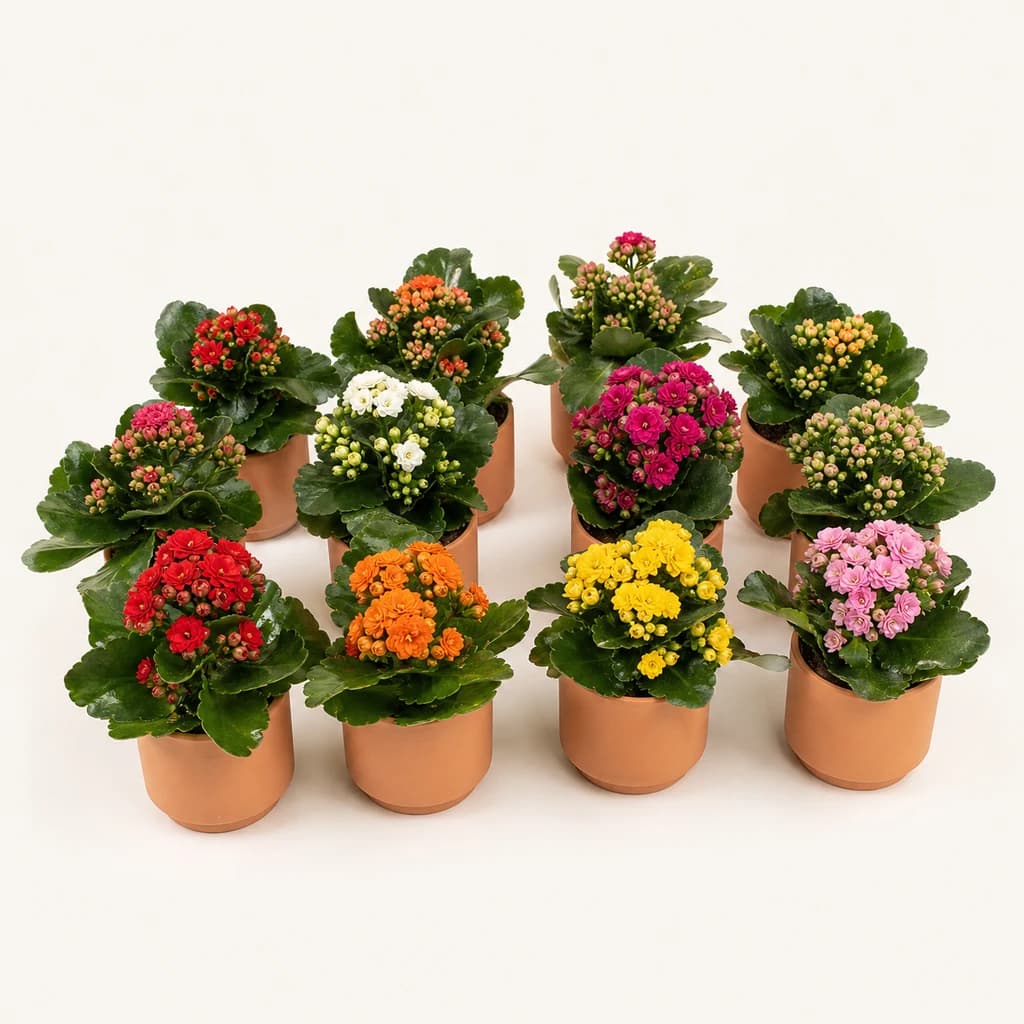 Kalanchoe Du multicolor