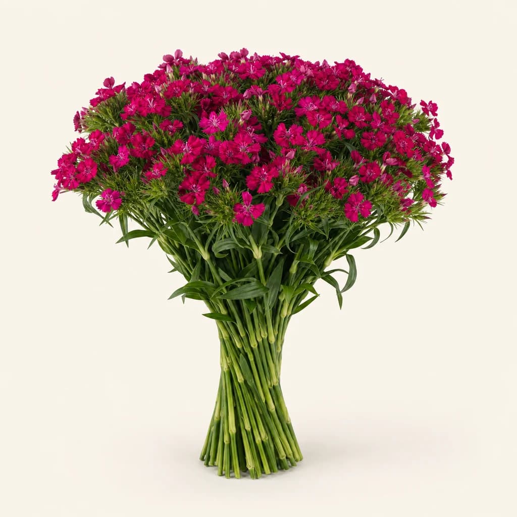 Clavell Amazon Neon Cherry (Dianthus caryophyllus)