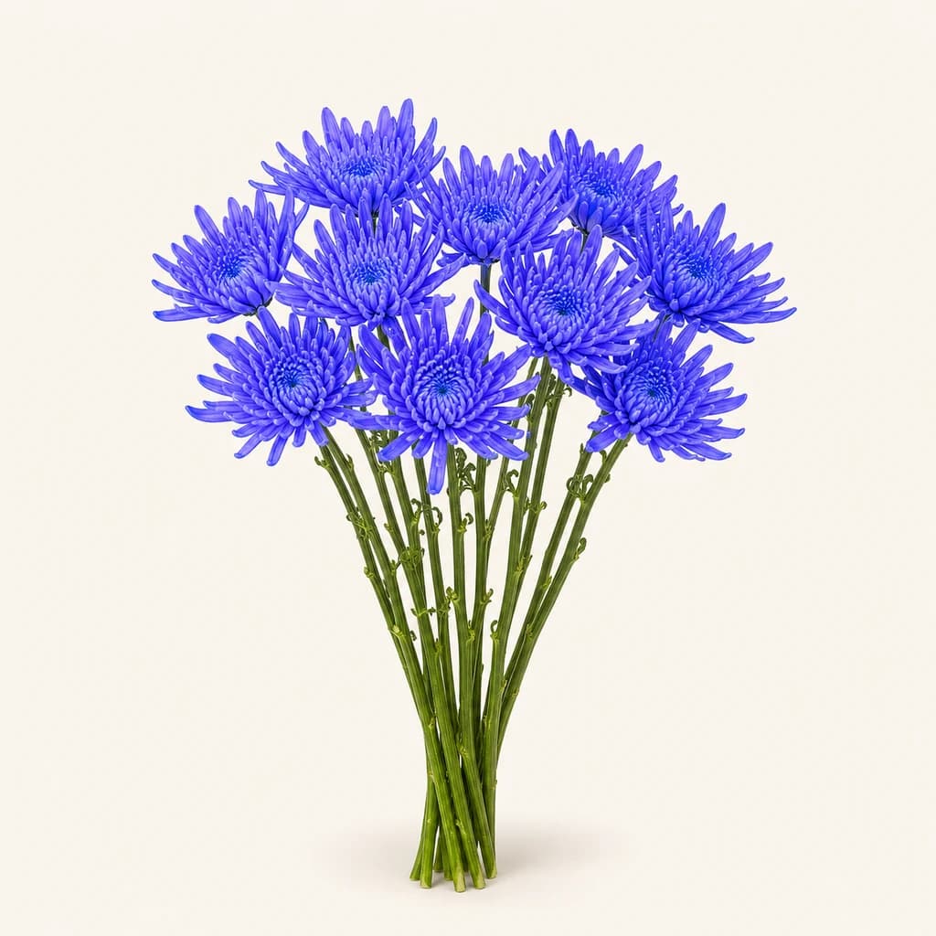 Chrysanthème Anastasia Blue bleu, 20 tiges de 70 cm (Chrysanthemum)