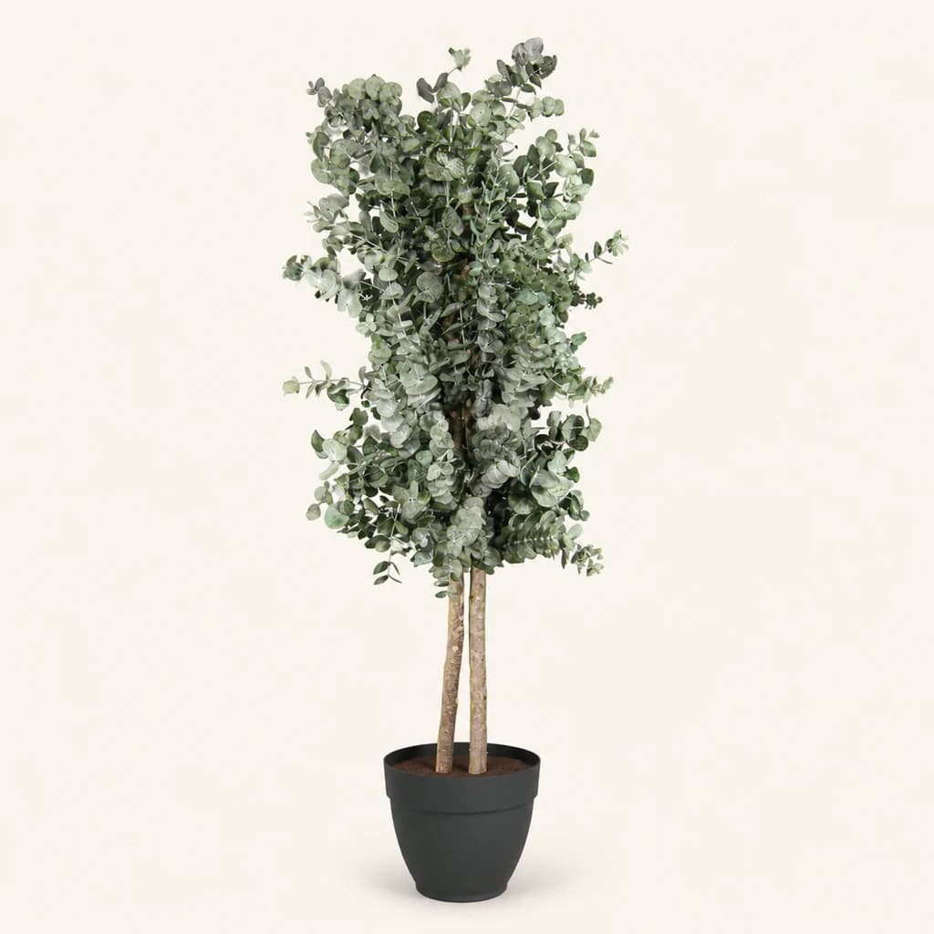 Arbre d'eucaliptus cinerea preservat, 5 brots, 1,50 m (Eucalyptus)