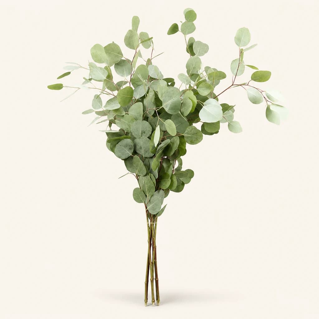 Pack de 3 monllos de eucalipto Populus 300 g, 70 cm (Eucalyptus)