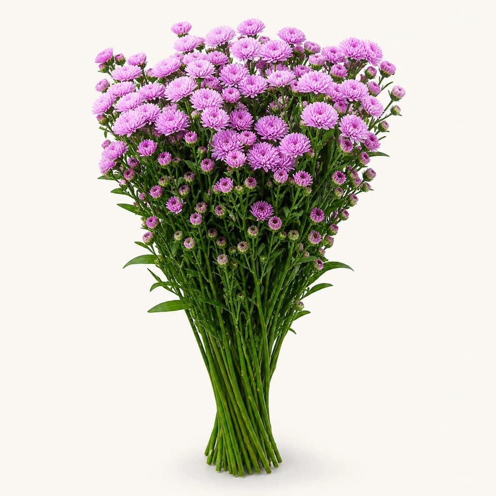 Aster Double Date rosa, lote de 50 tallos de 60 cm