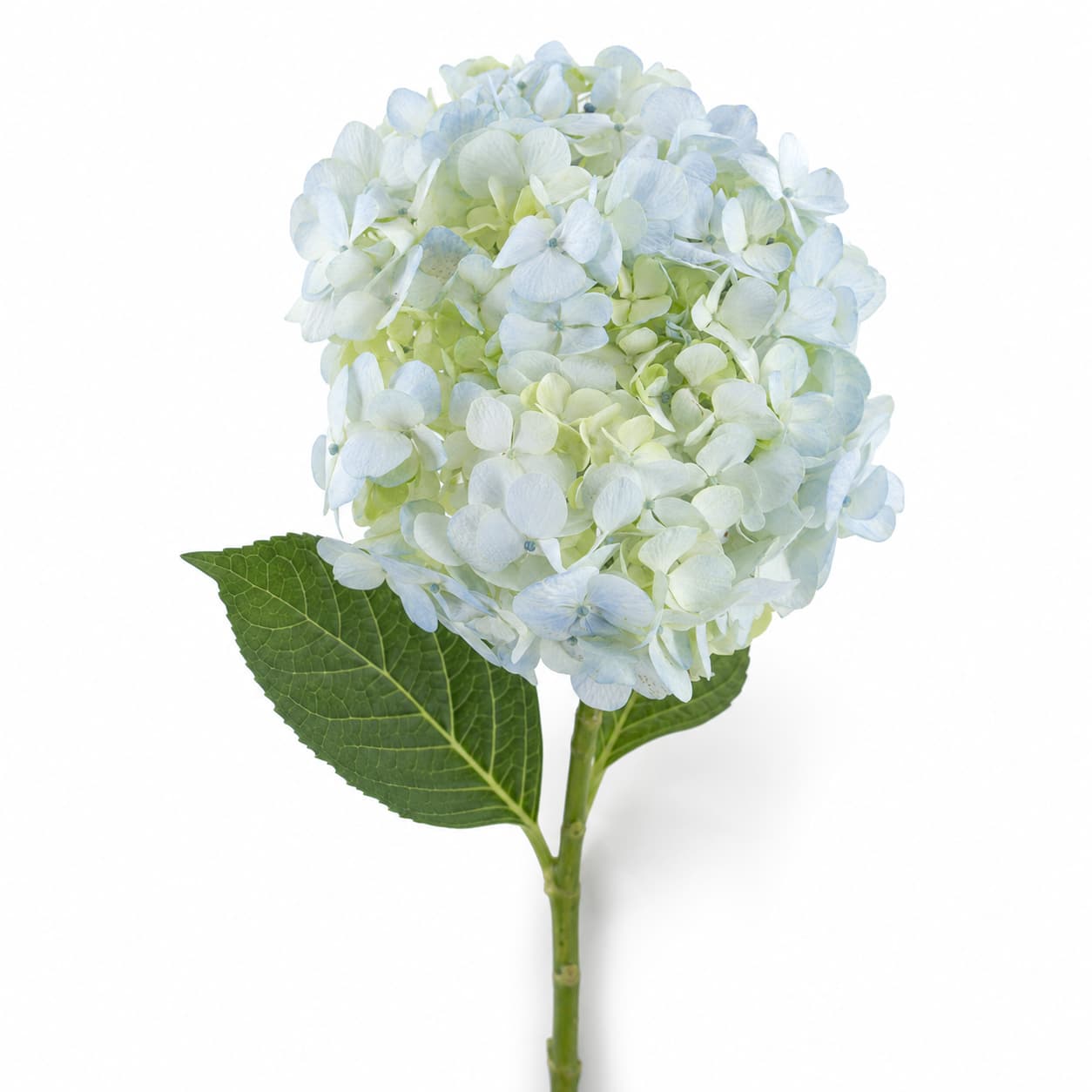 15 edo 20 hortentsia urdin argiko sorta, 60 cm-koa (Hydrangea macrophylla)