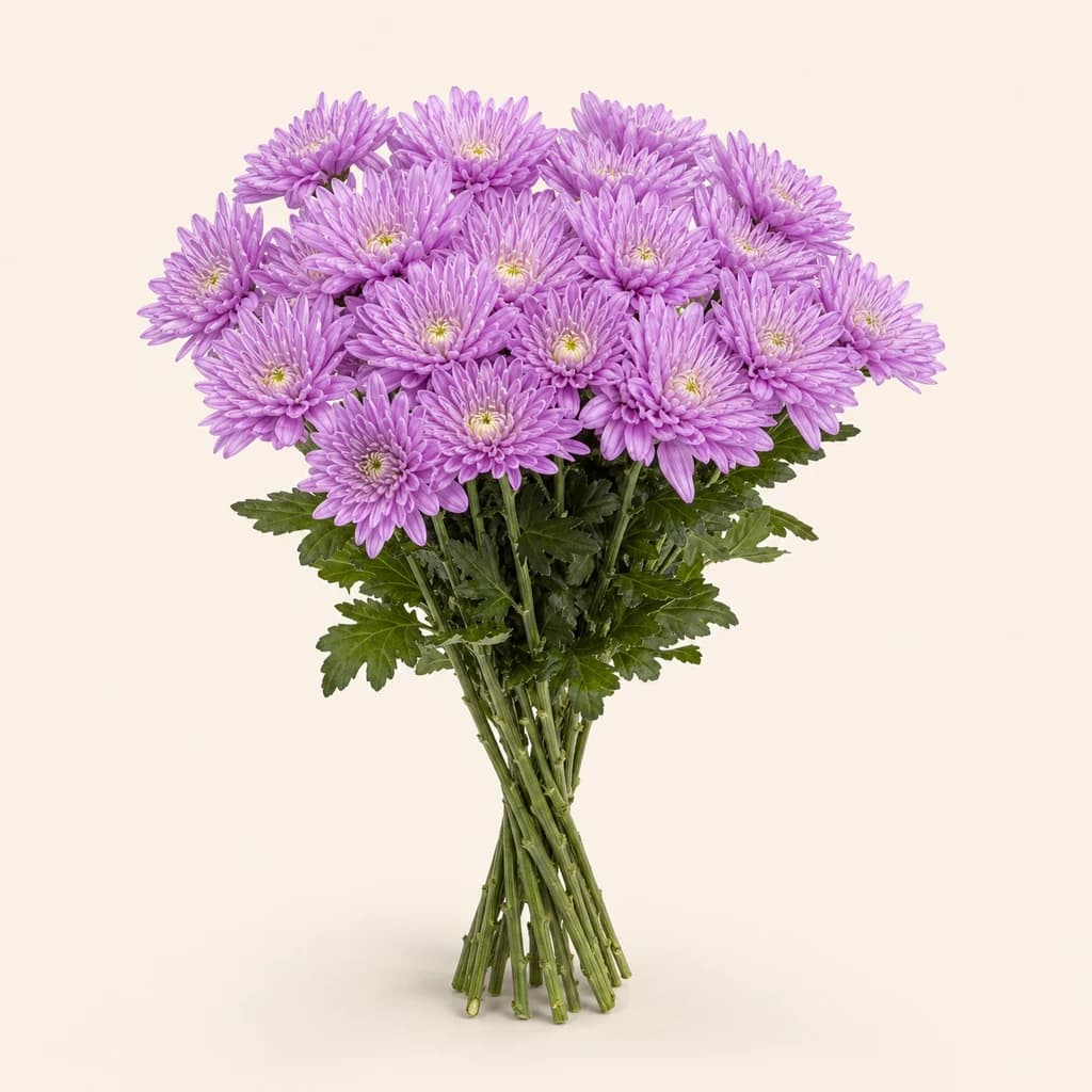 Crisantemo Lambrusco rosa, lote de 20 talos (Chrysanthemum)