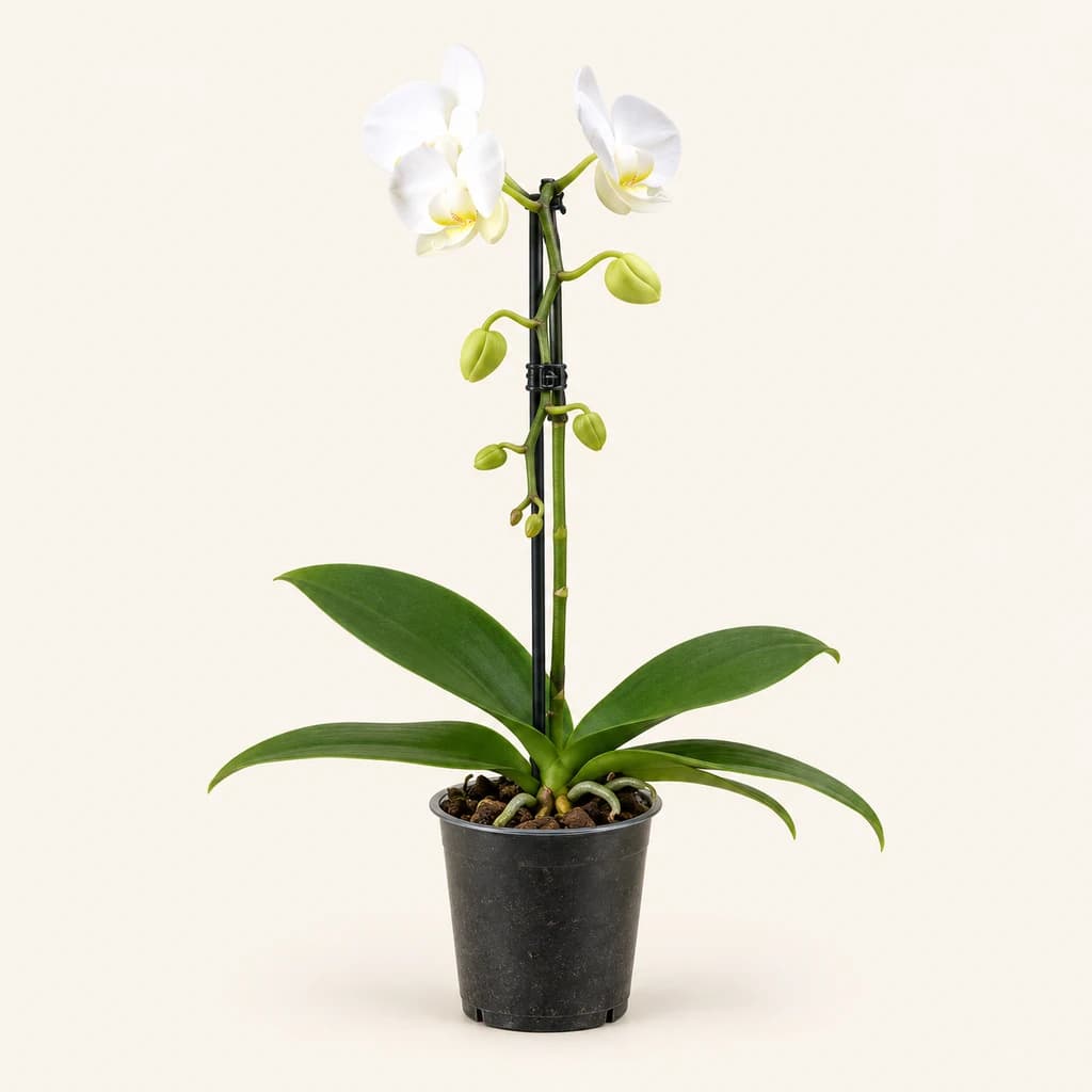 Orquídea Phalaenopsis branca, 1 planta