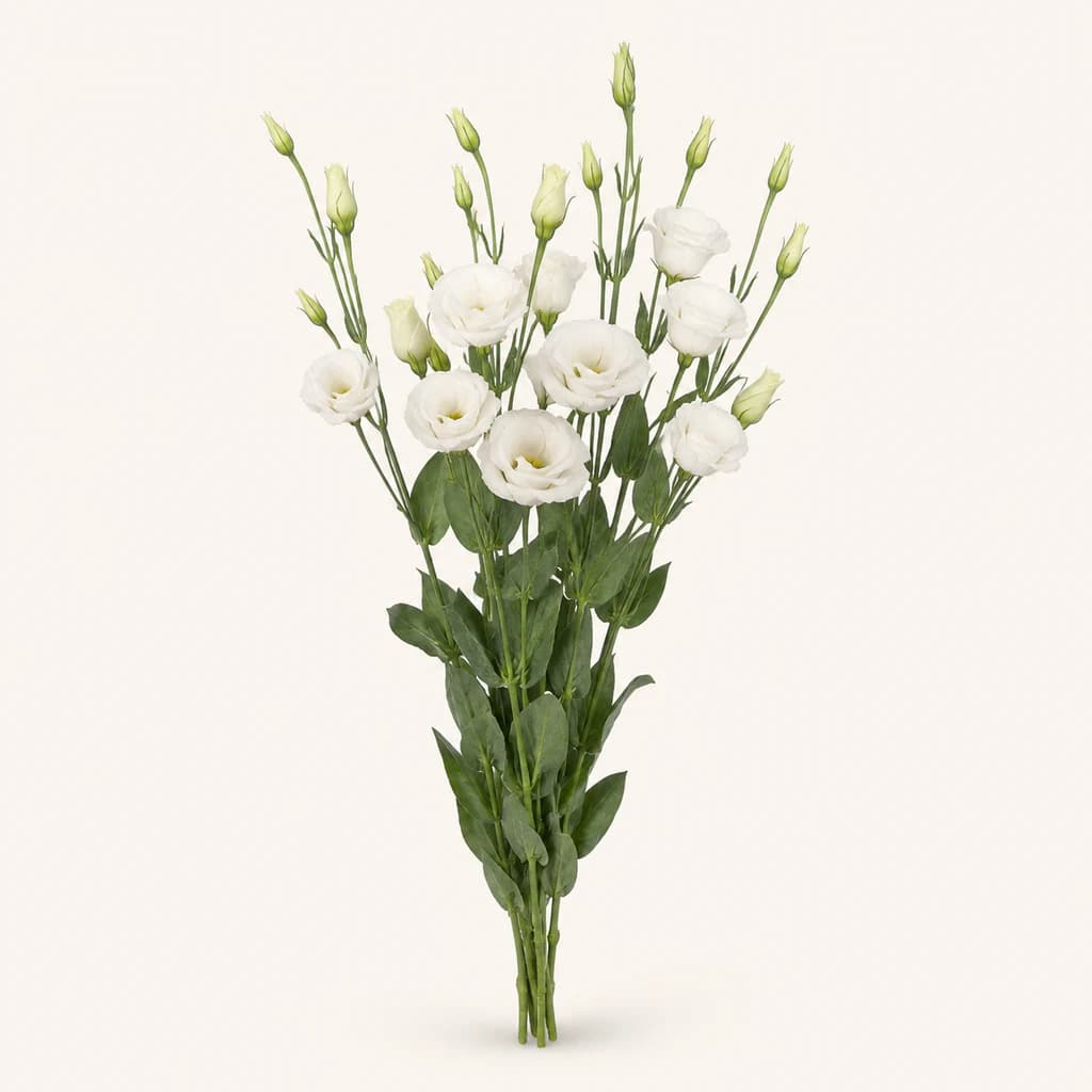 Bouquet de lisianthus blancs nationaux (Eustoma grandiflorum)