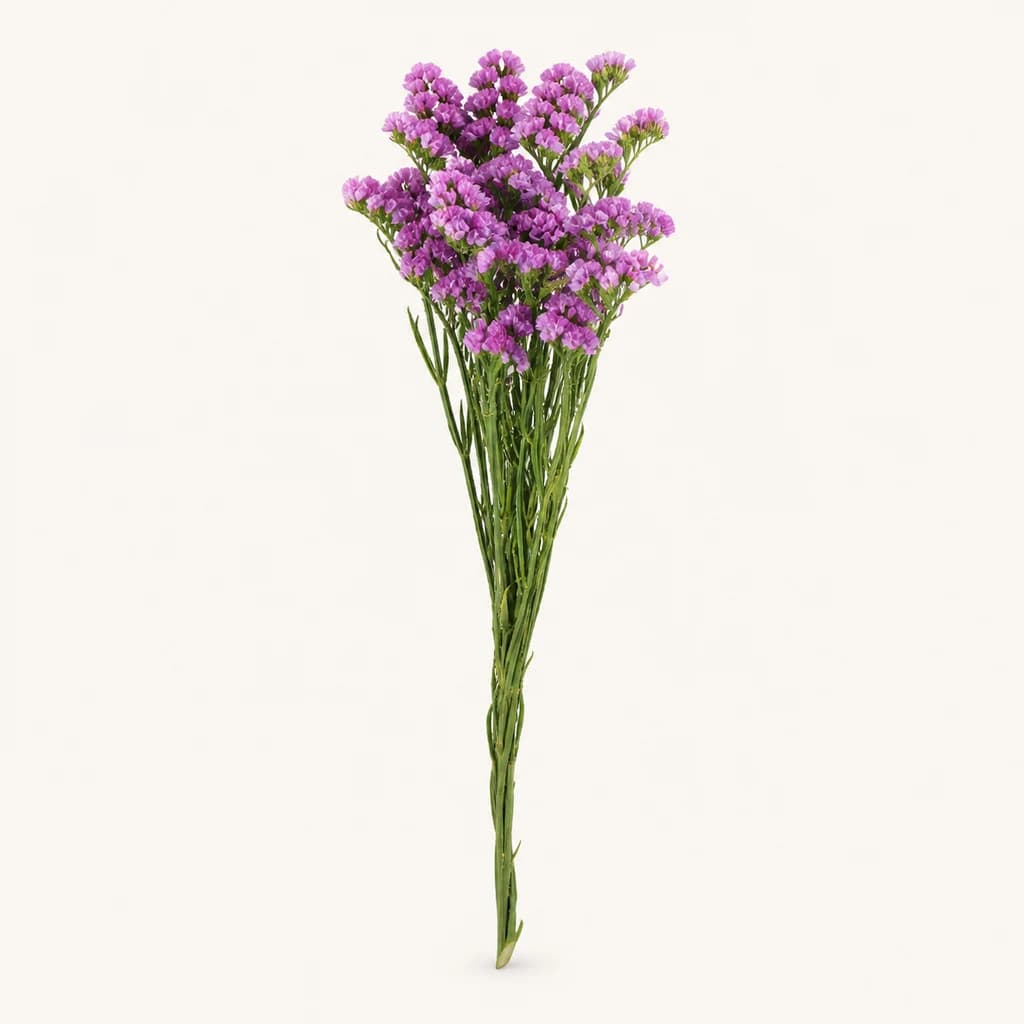 Statice préservé violet (Limonium sinuatum)