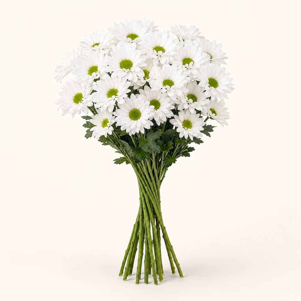 Crisantemo Frescolita, lote de 20 tallos (Chrysanthemum)