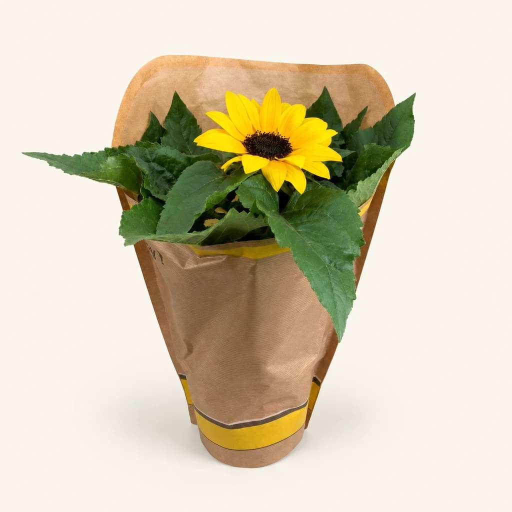Girassol Sunsation (Helianthus annuus)