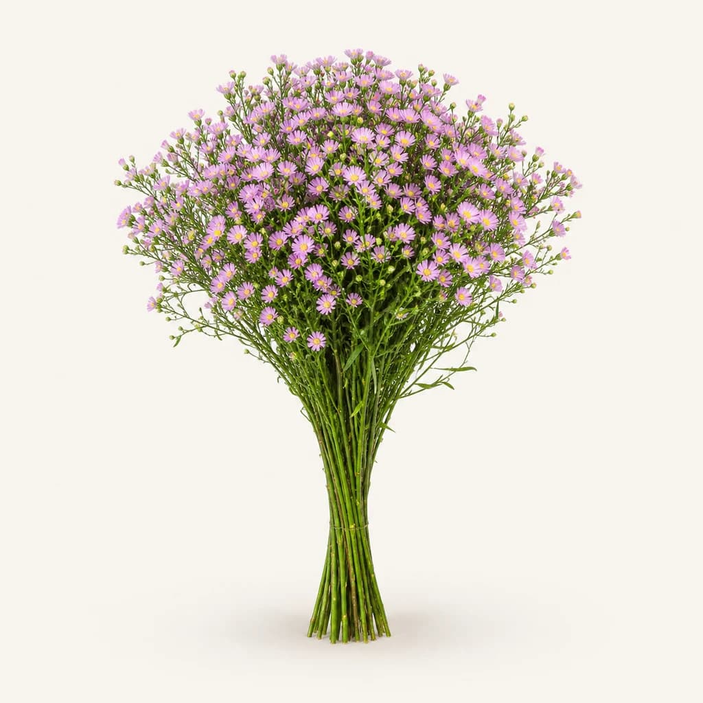 Aster Teeny Tiny arrosa, 25 zurtoineko lotea