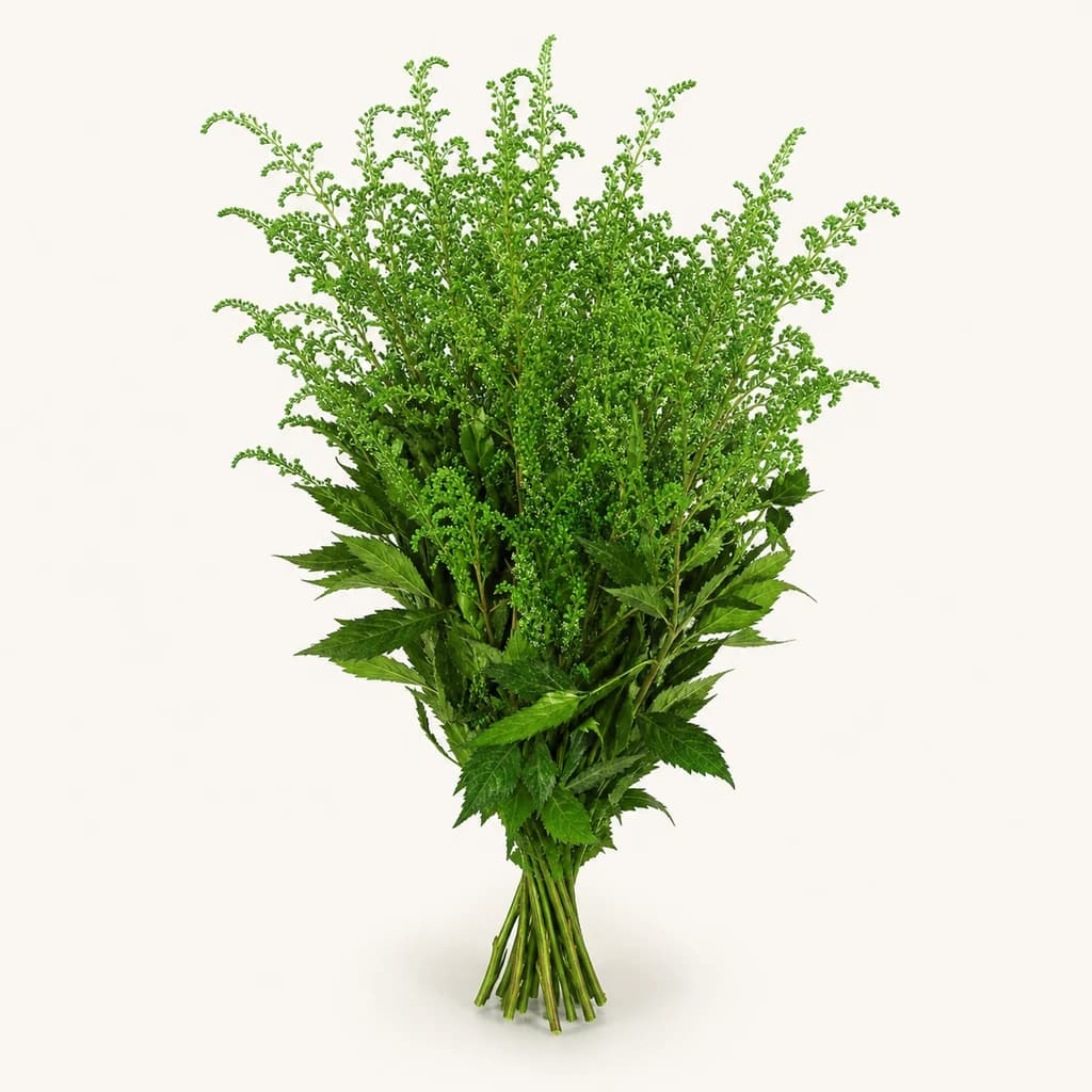 Astilbe préservée verte