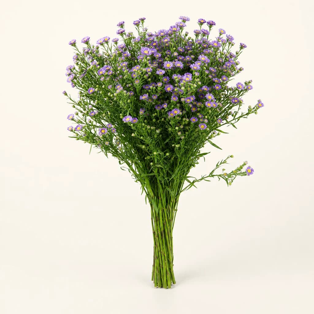 Aster Azul Teeny Tiny, lote de 25 tallos