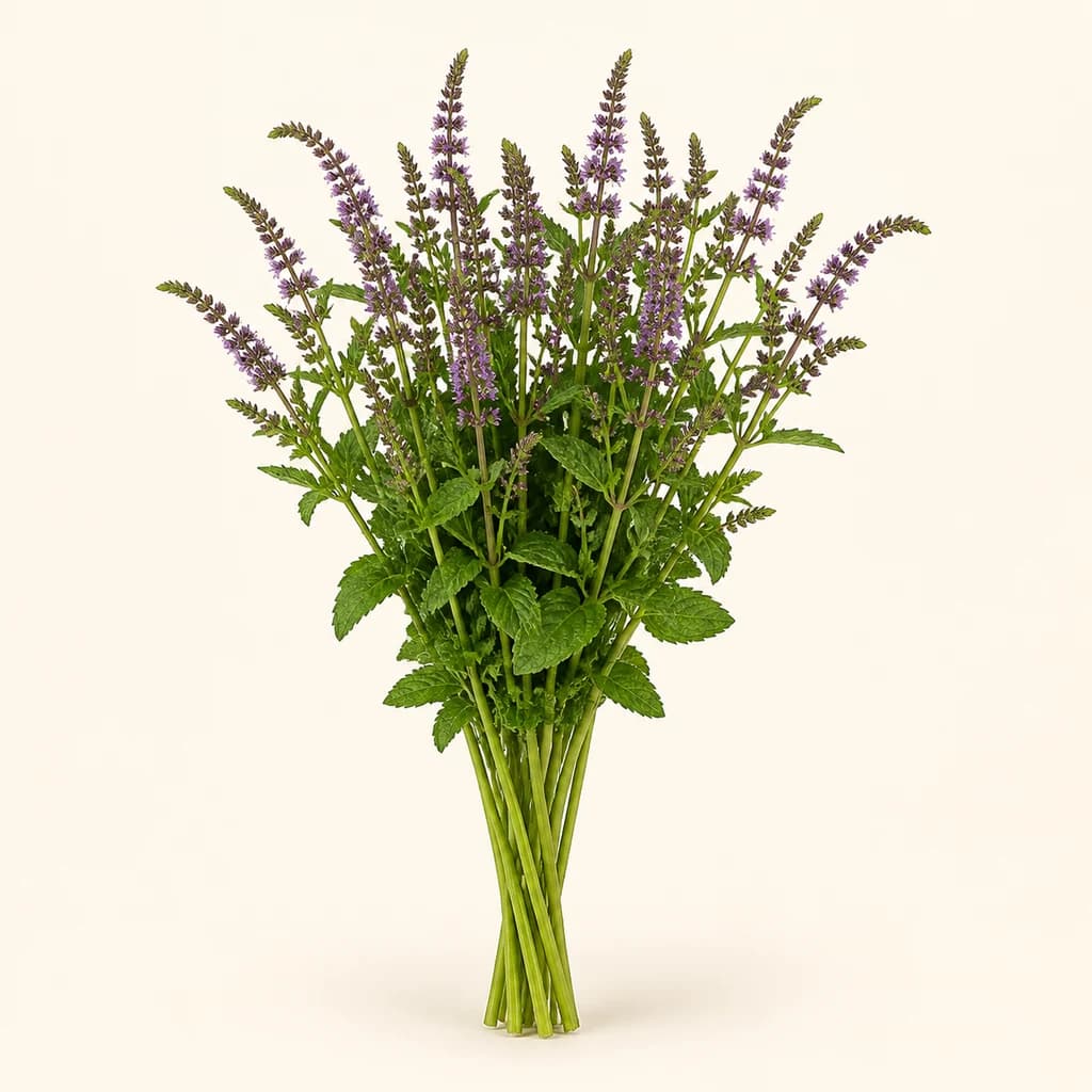 Bouquet de 10 Menthe Dark Sensation