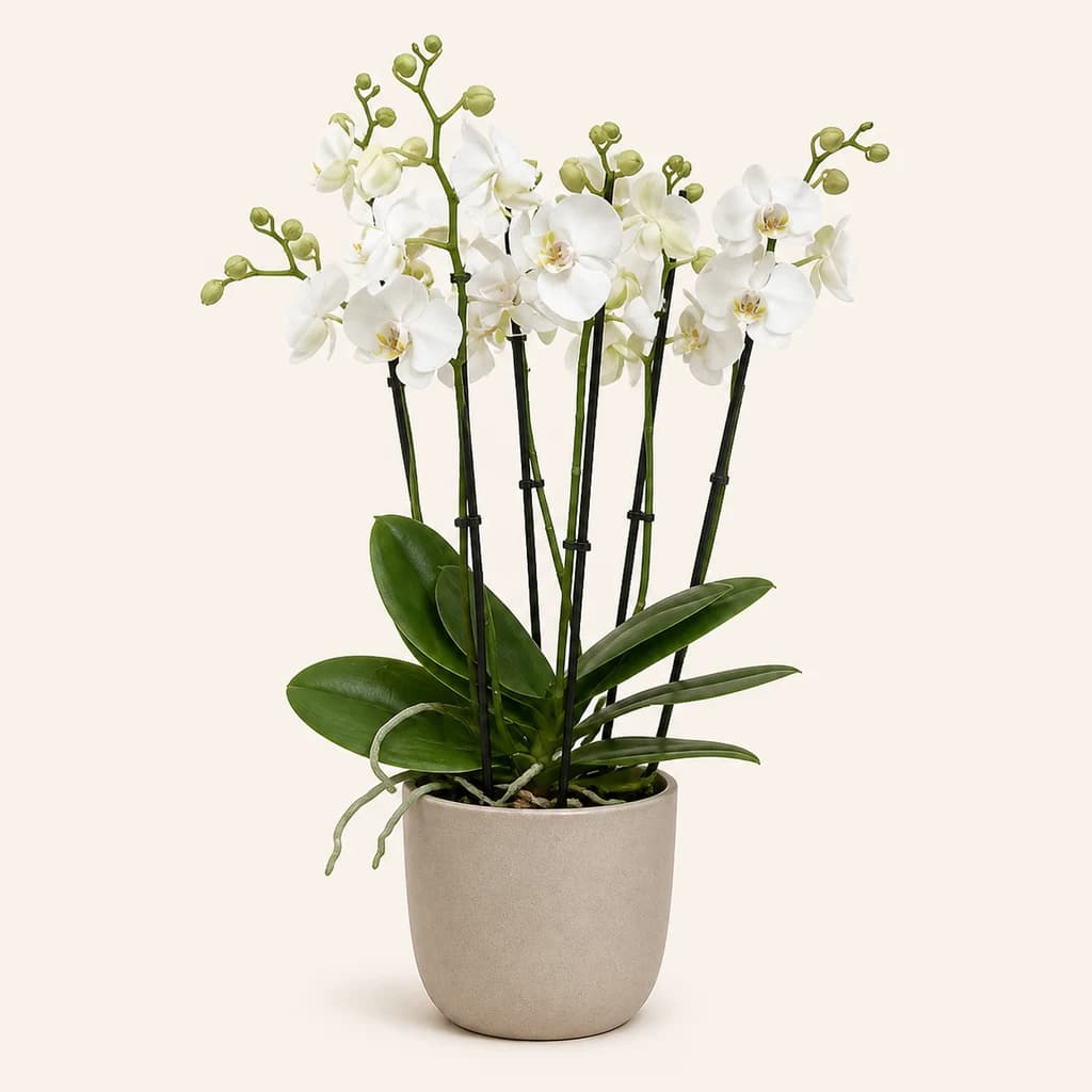 Orchidée Phalaenopsis blanche 'Inverness' à 5 tiges (50 cm)