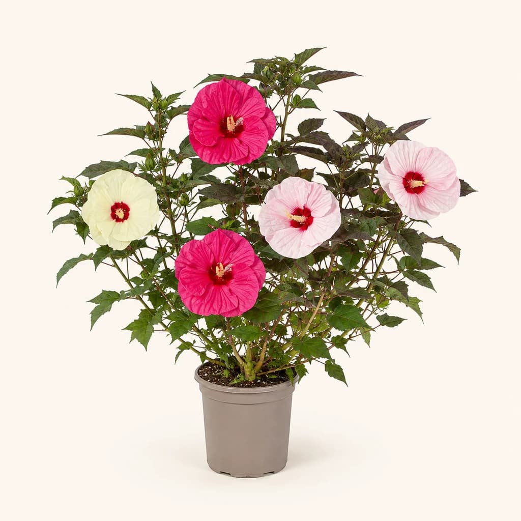 Hibiscus moscheutos, plante d'extérieur