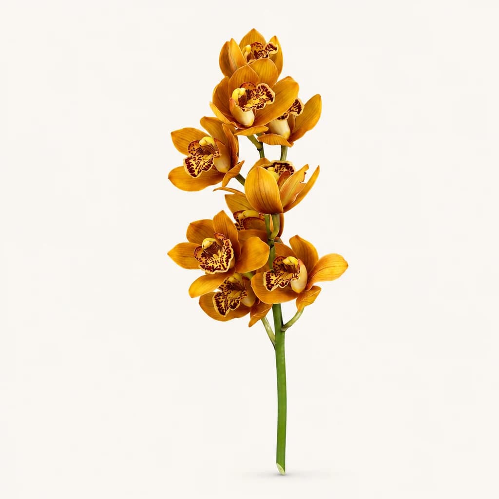 Cymbidium Mini Majolica, Tija d'Orquídia Color Teula