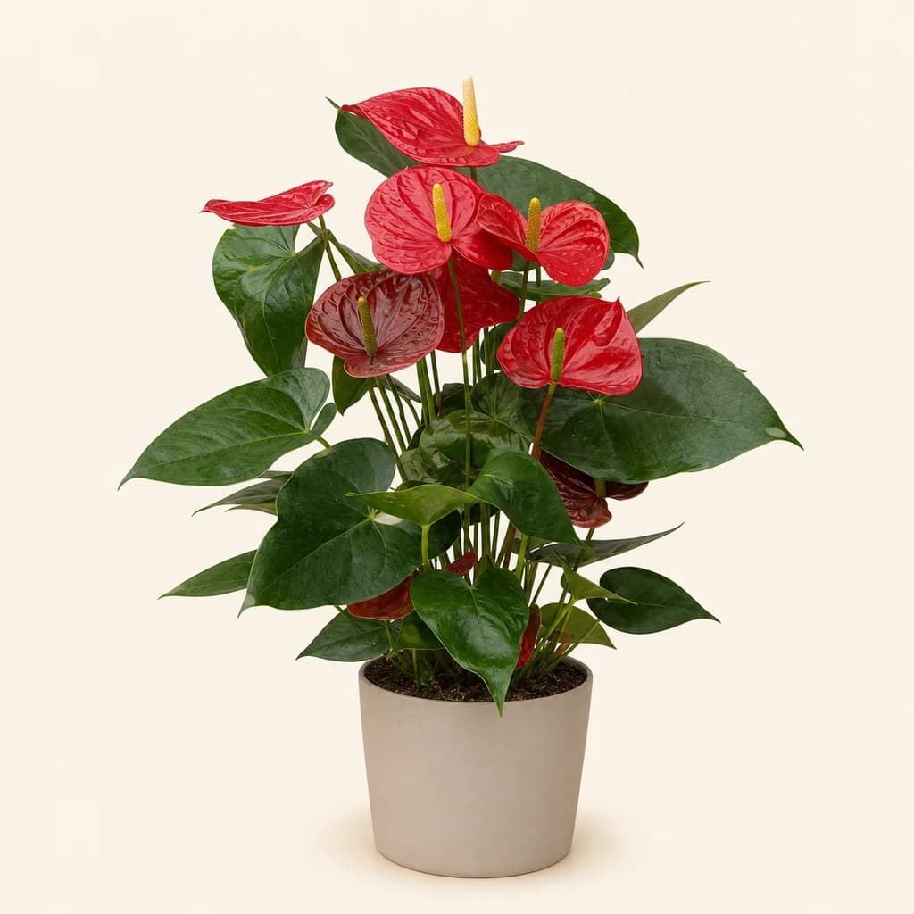 Anthurium Oklahoma Vermelho