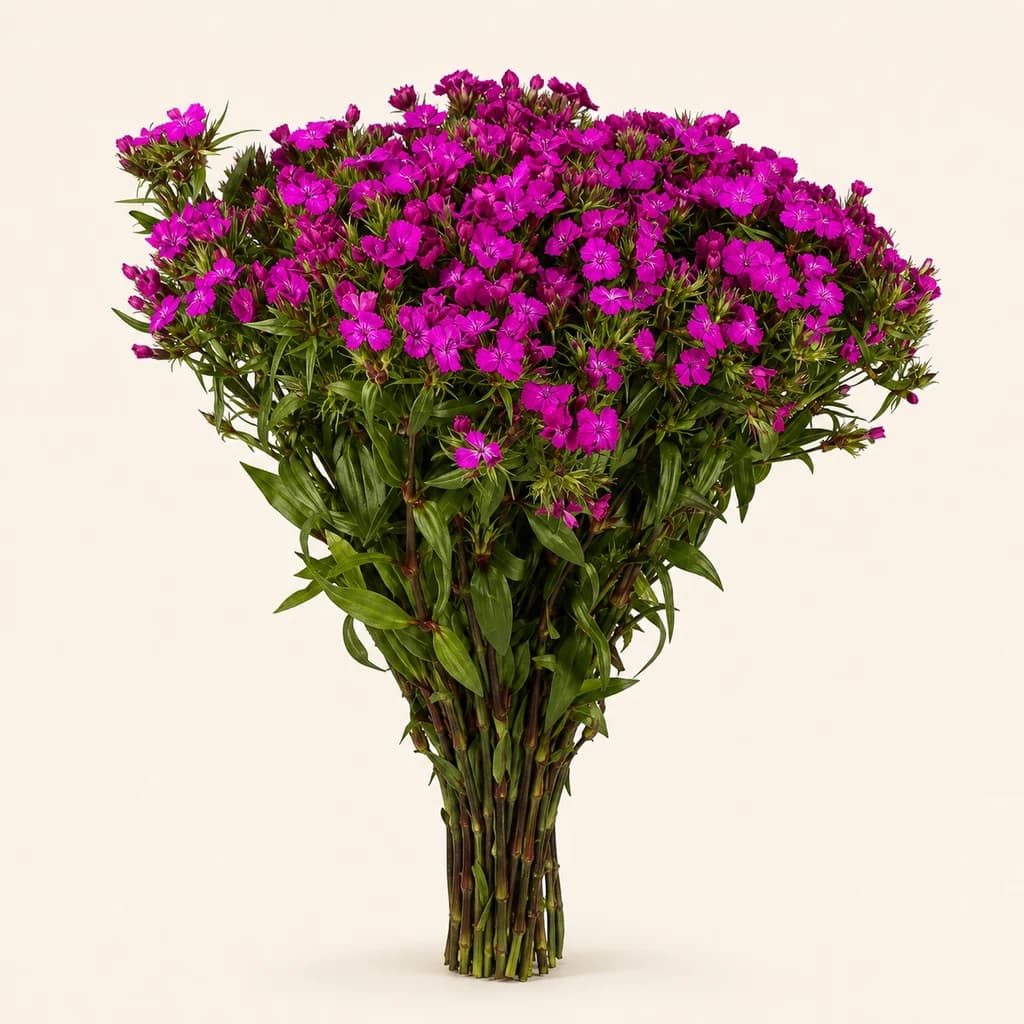 Clavell Amazon Neon morat (Dianthus caryophyllus)
