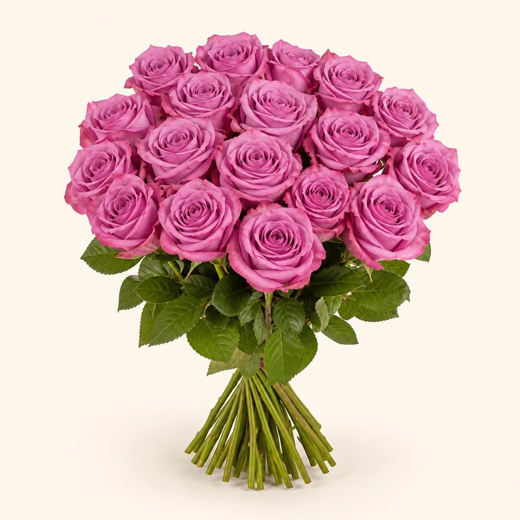 Rosa Kendal lavanda, lot de 25 tiges