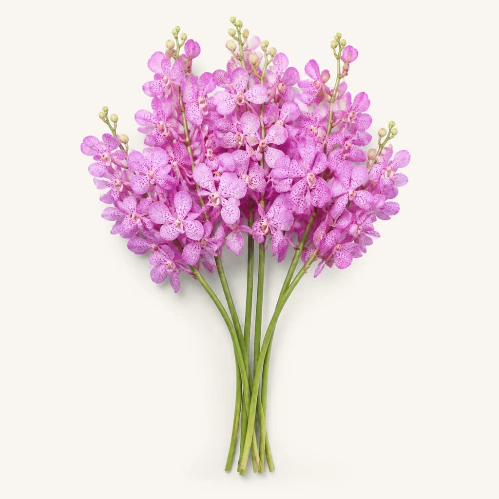 Orquídea Mokara Jub Kuan rosa