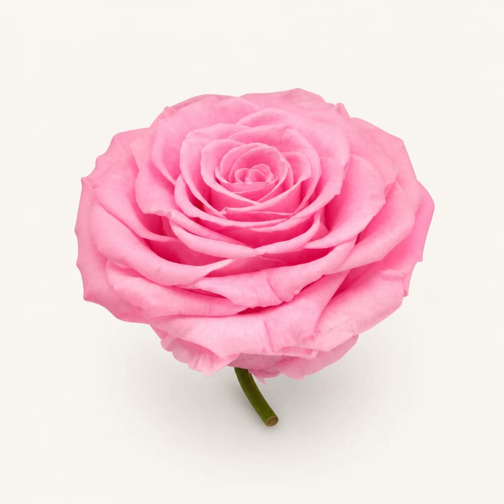 Tête de rose stabilisée à l’unité, plusieurs couleurs (Rosa)