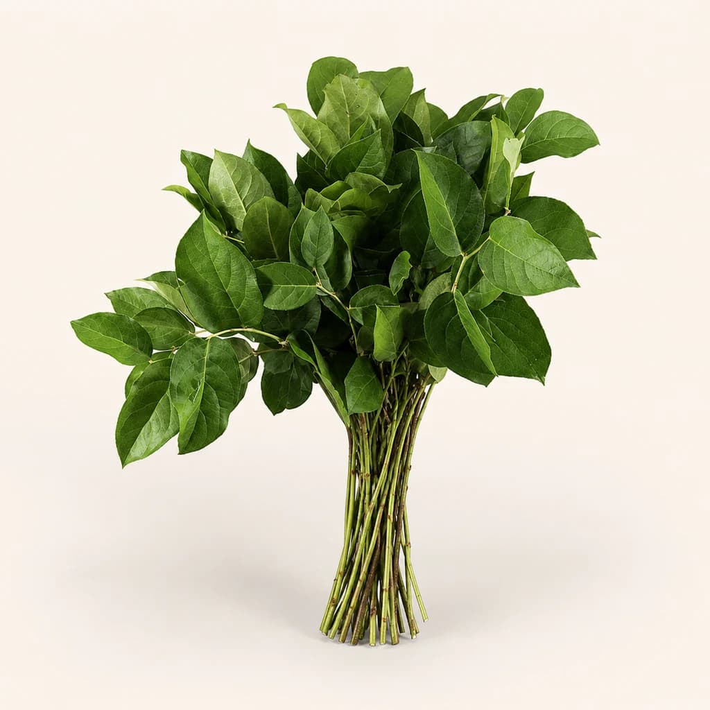 Salal vert, botte de tiges de 40 cm (Gaultheria shallon)
